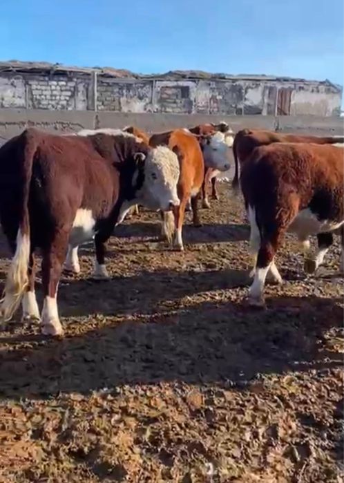 Срочно! !!Продам белоголовых быков