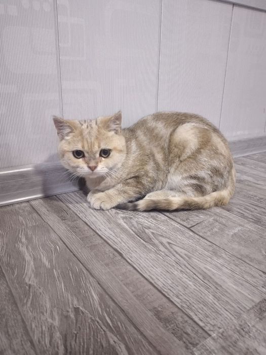 Zolotistiy Mramorniy Shinshilla Strayt mushuk