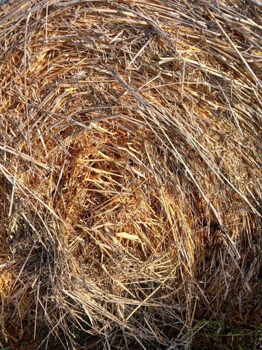 Vind baloti de ovaz și baloti de lucerna