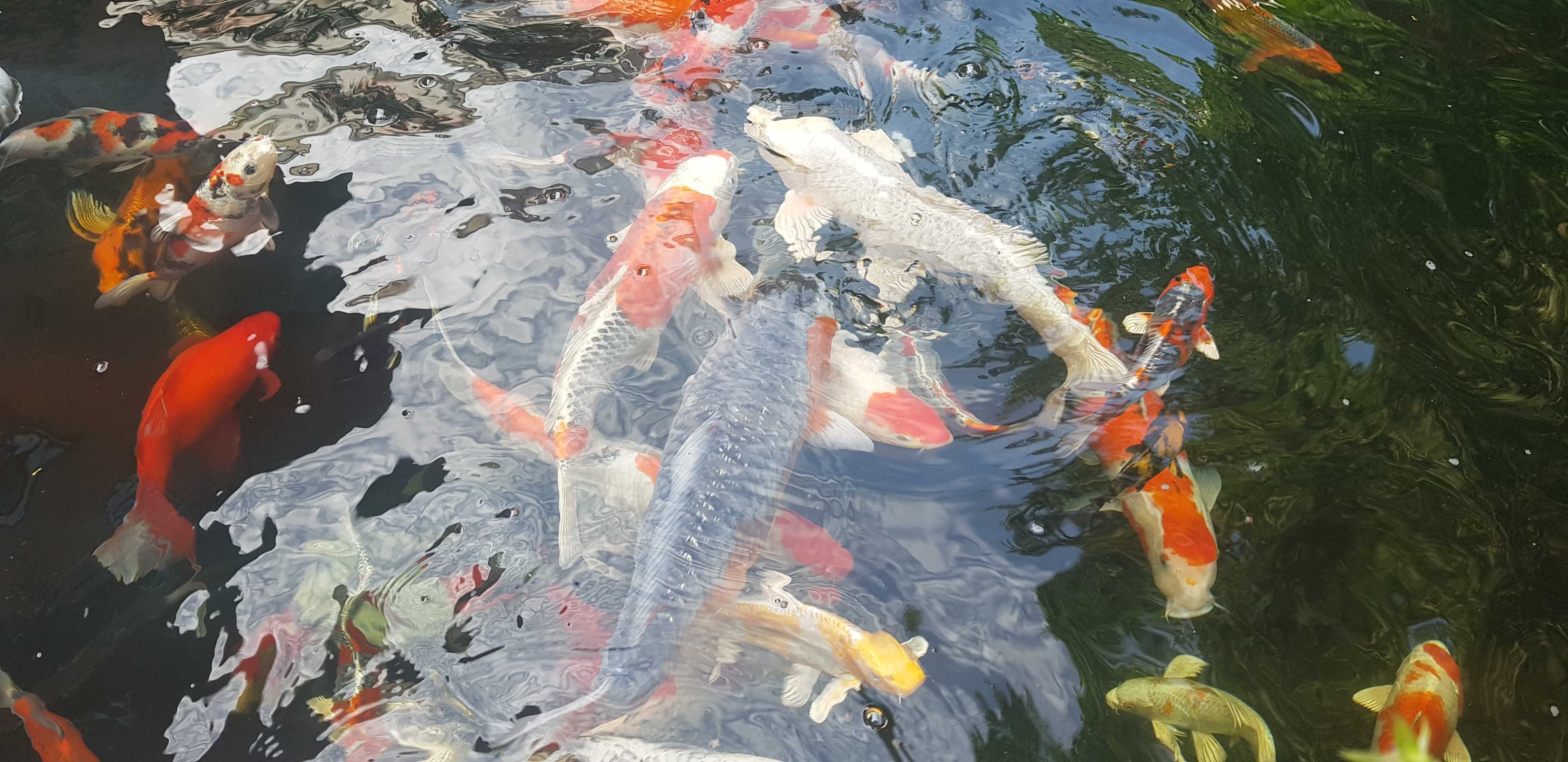Vand sturioni(aligator,) , crapi koi , butterfly, subunchini si oranda