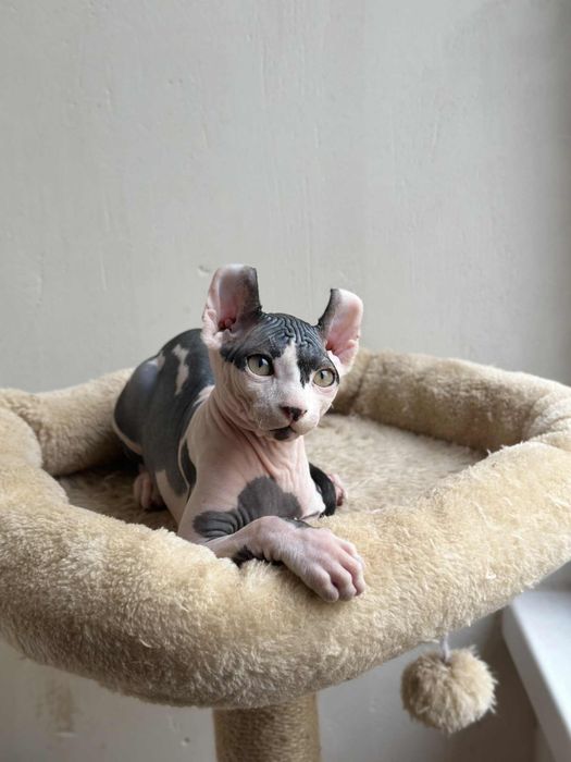 Baietel sphynx /elf