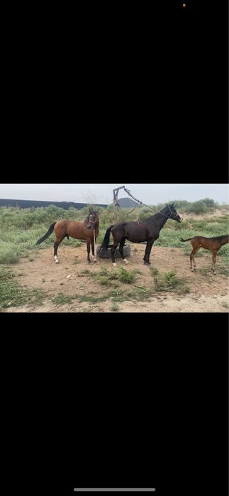 Бие, минги жуас.