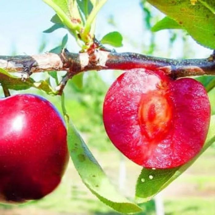 Pomi Fructiferi deosebiti  prun red lure