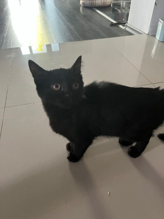 Donez două pisicuțe negre