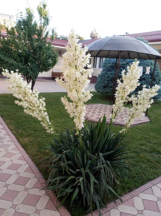 Uy katta 8 sotka to'rtburchak ho'vlili metro Buyuk Ipak Yoli M.Gorkiy