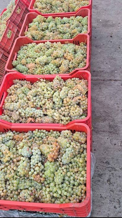Vand struguri de vin