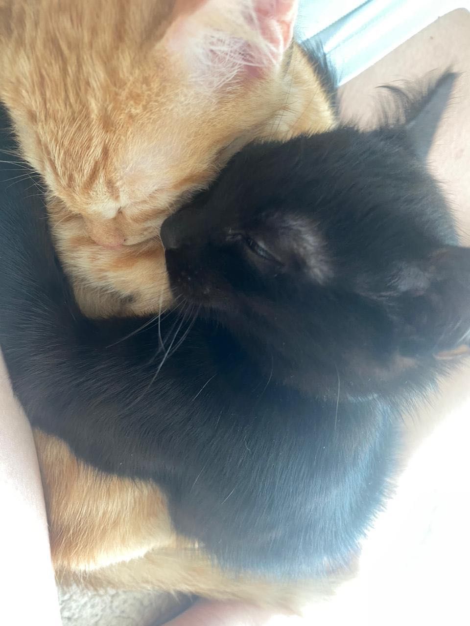 кошечка и котик  2