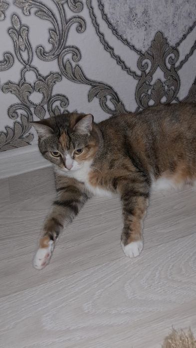 Отдам кошку в хорошие руки