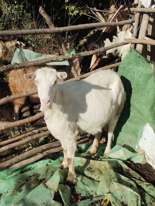Capra de vanzare