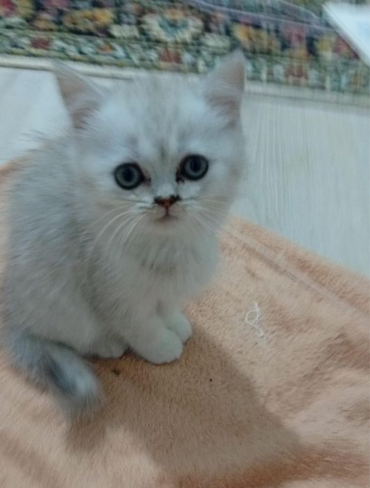 Котенок поррдистая