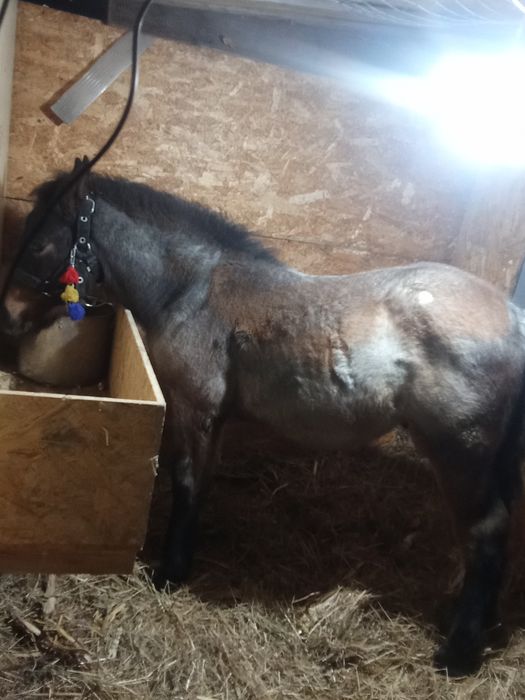 Vând un mânz de 4 luni jumate mai multe detalii in privat sau la telef