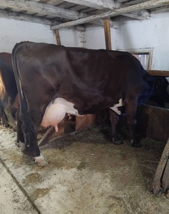 De vânzare vaca cu lapte