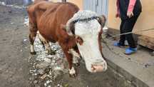 Vaca Holstein getsanta 4 saptamani 20kg lapte pe zi 10 ani,certificat