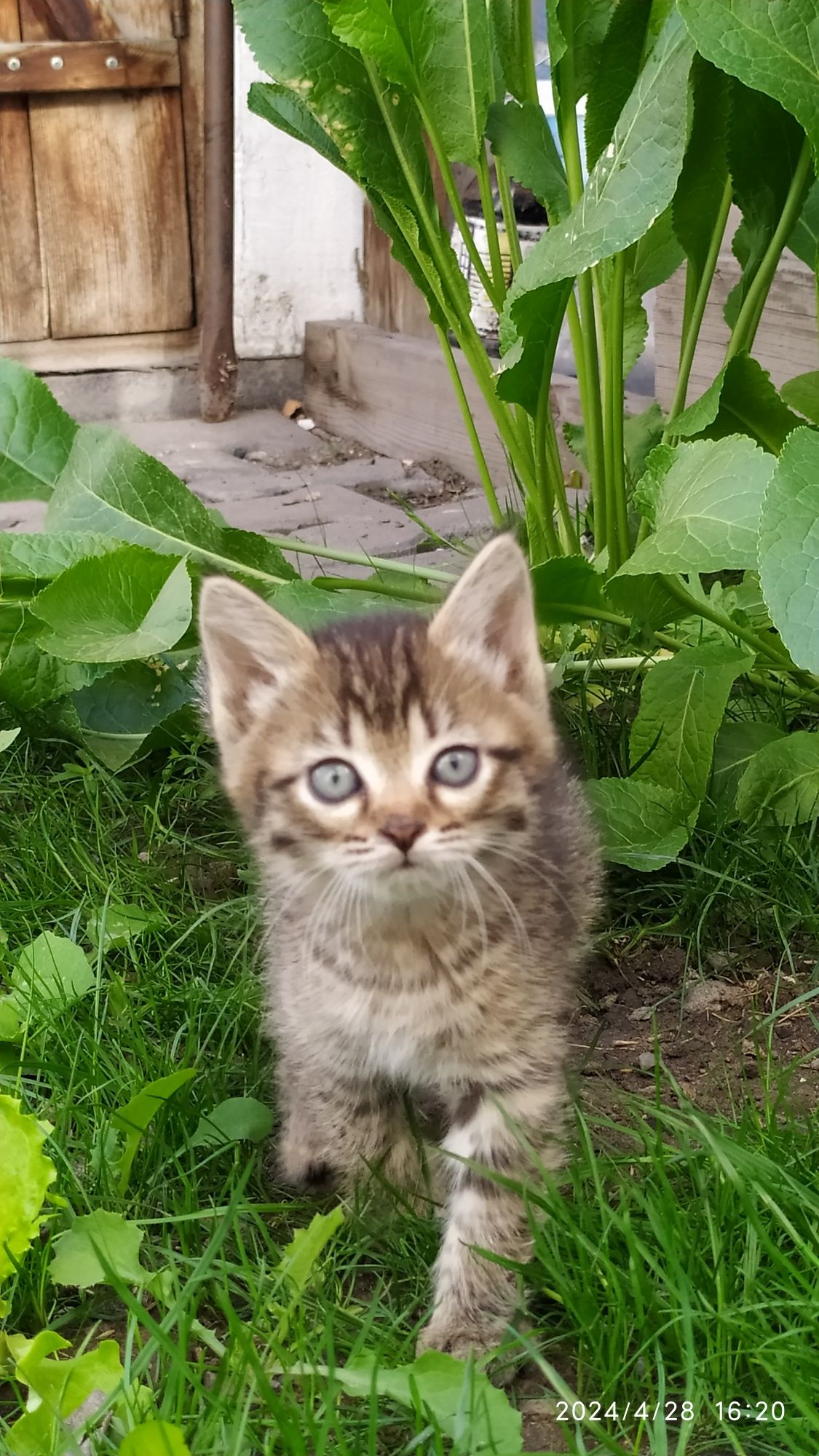 Отдам котенка девочка