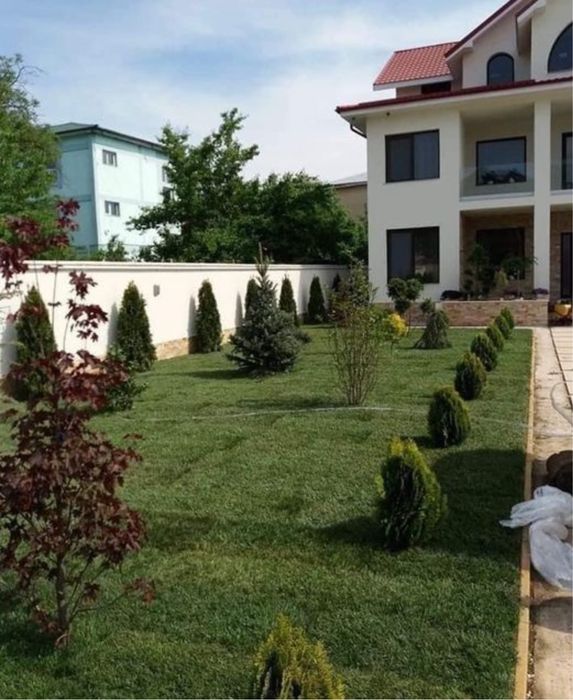 Plante ornamentale la pret de producator