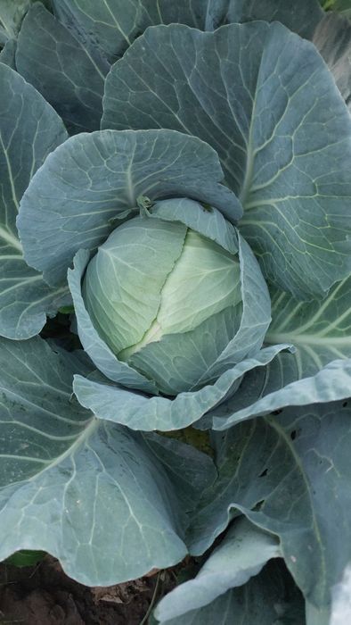 Varza plata pentru murat