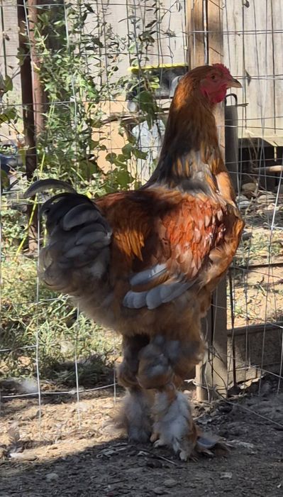 Familie brahma columbia-tineret