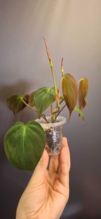 Продам филодендрон