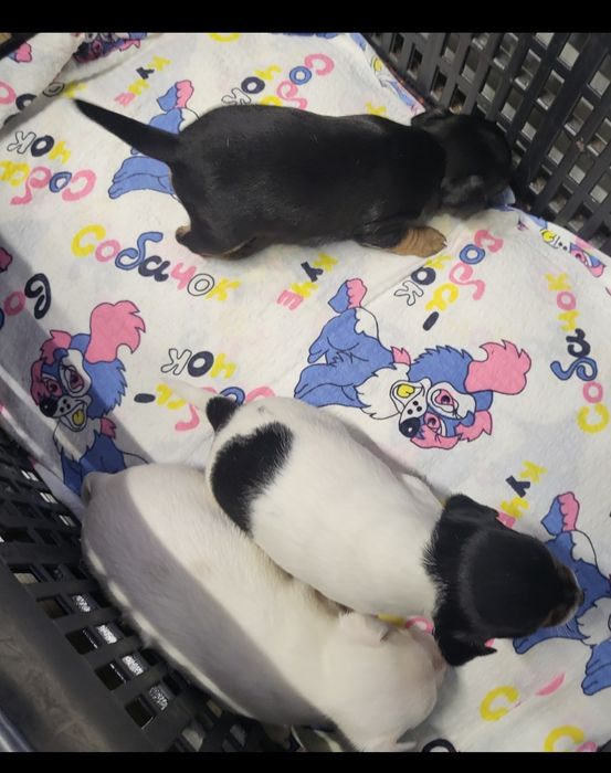 Пинчери сърнист бял