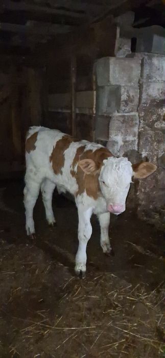 Vând 2 vitei baltati