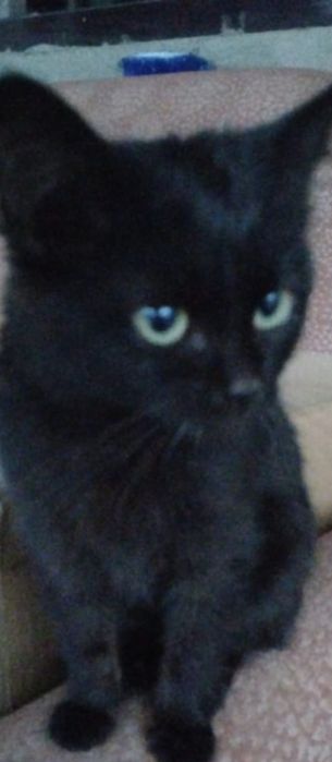 Отдам в добрые руки чудо котенка.