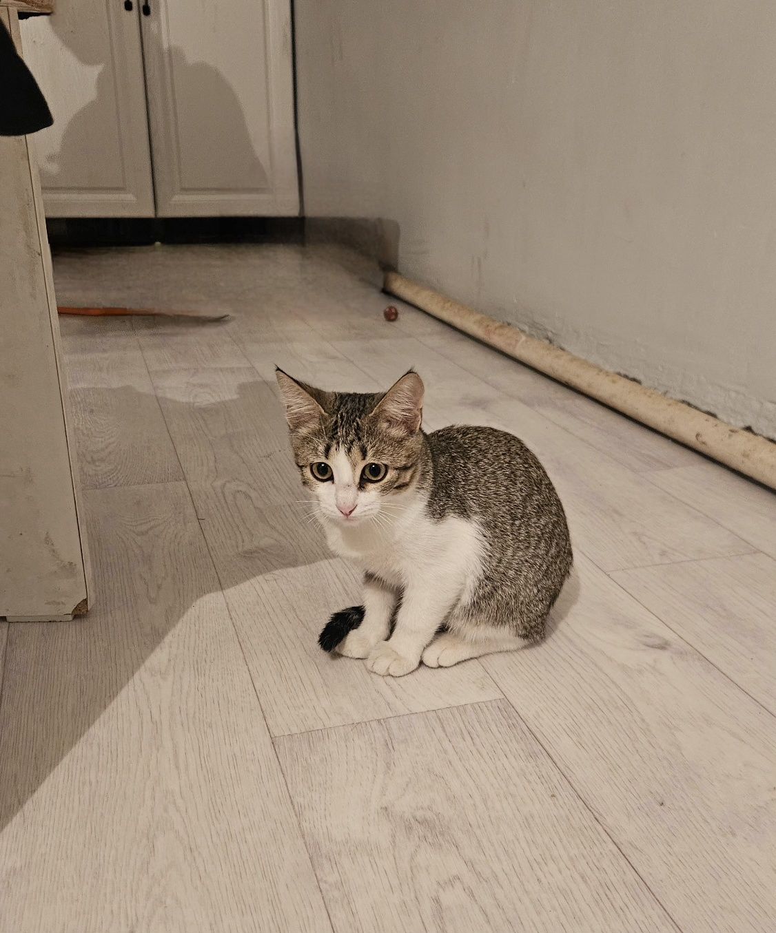 Кошки милые девочки