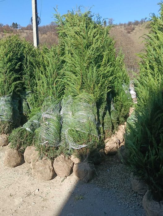Plante Ornamentale