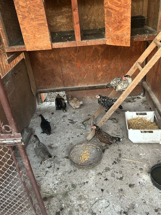 Vand gaini,cocosi/pui (pitici)