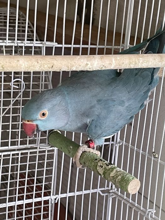 Papagal Micul Alexandru