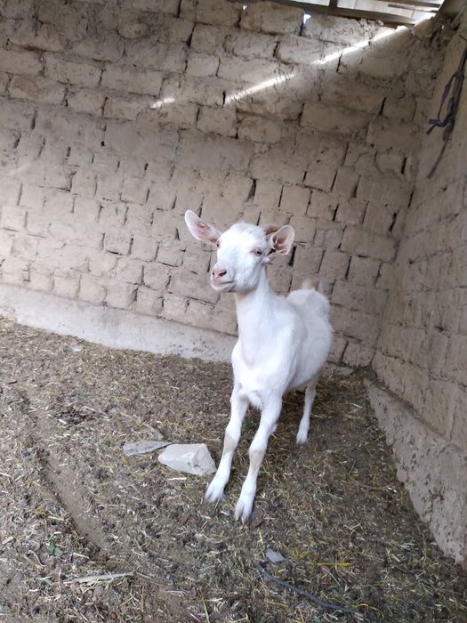 Орыс ешкілер.ешкі сүті жас балаға және любой ауруға ем екенін ұмытпаңы