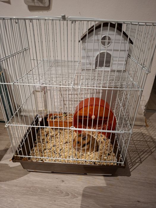 Hamster + cusca +accesorii , hrana si talaj