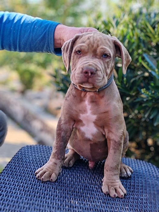American bully disponibile xl