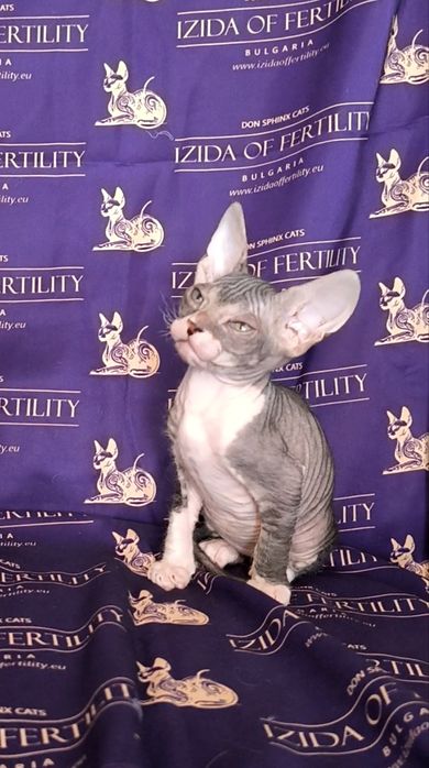 Донски Сфинкс чистокръвно момченце