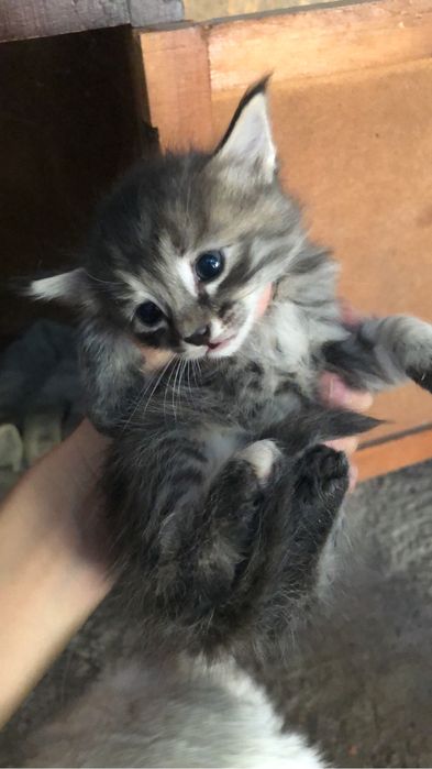 Котят в хорошие руки