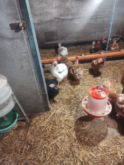 Vând găini de casă și roși Ouătoare