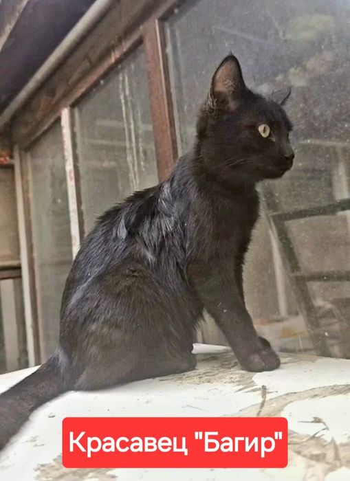 Котёнок по имени "Багир".