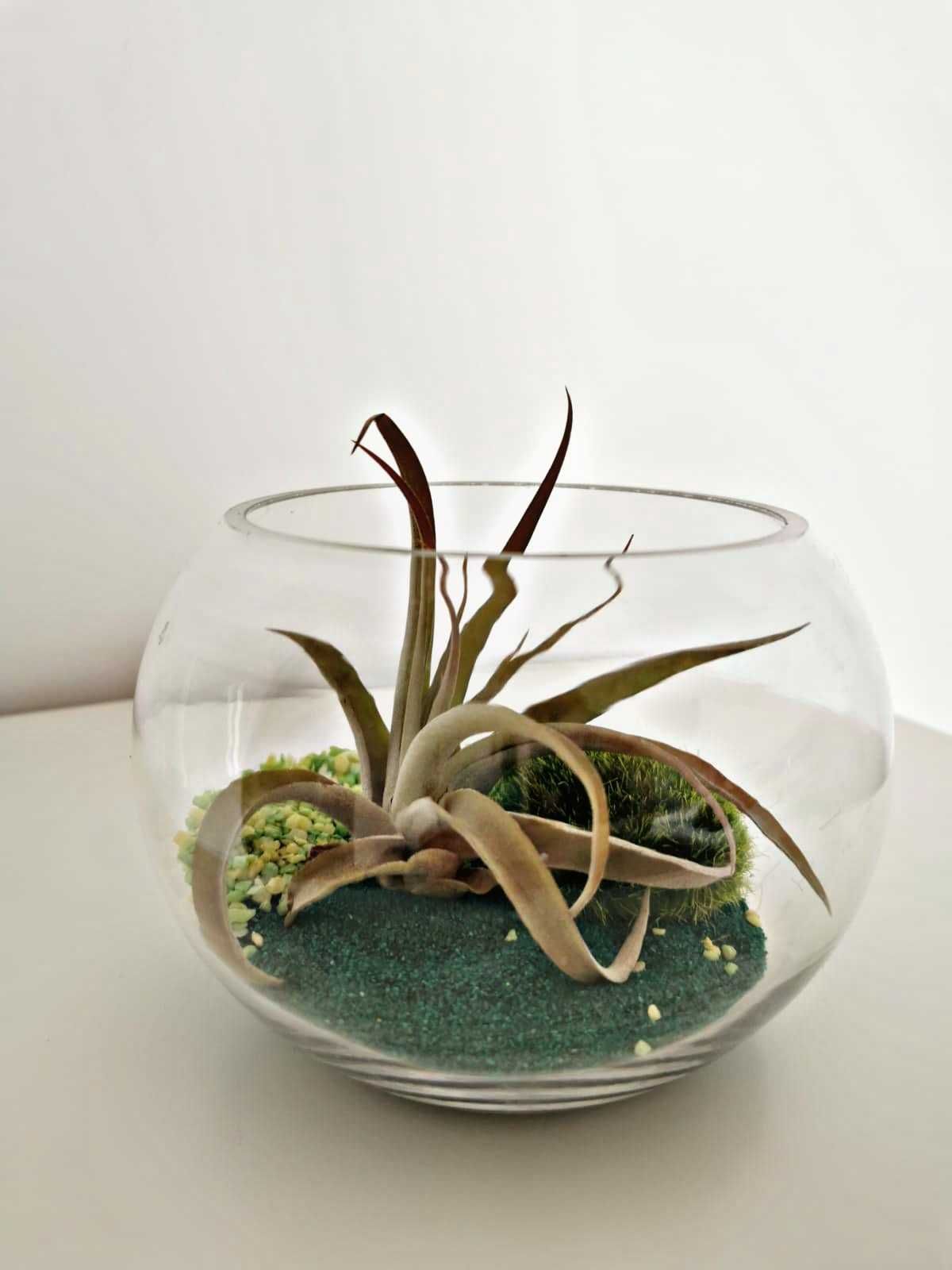 Terarium "padurea"