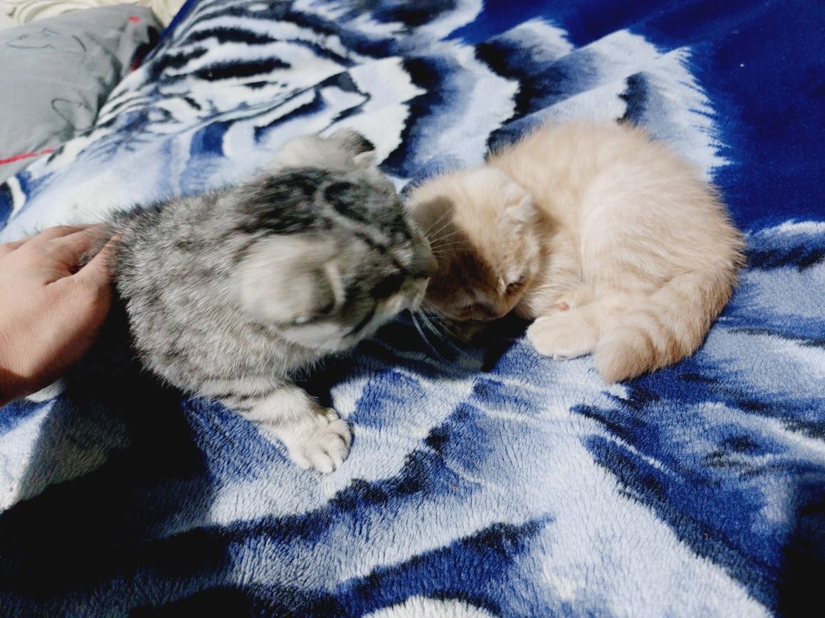 Срочно продаю котят