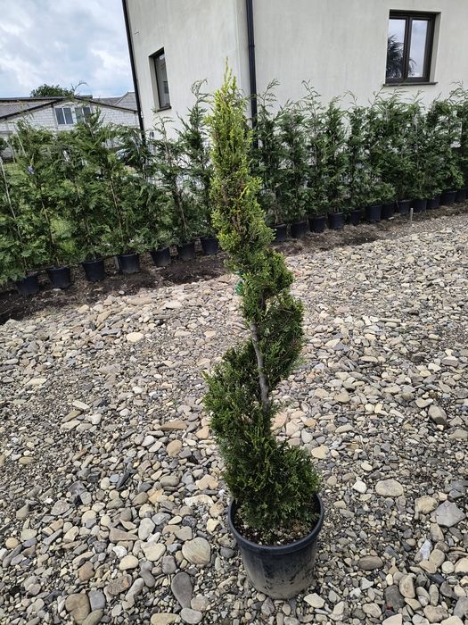 Tuia spirala leylandii diferite dimensiuni