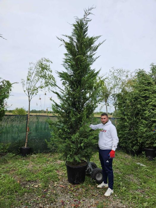 Cupresussocyparis Leylandii