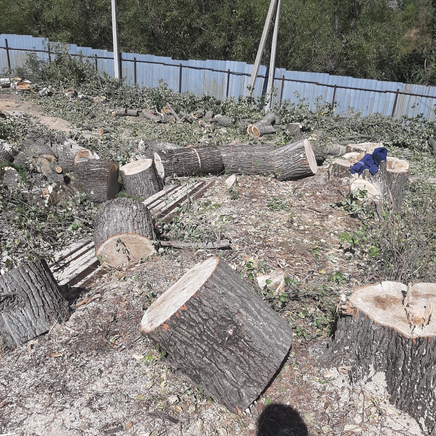 Спил деревьев любой  Алматы Ағаш кесу