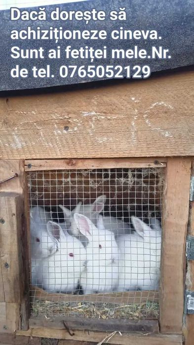 Iepurași de vânzare