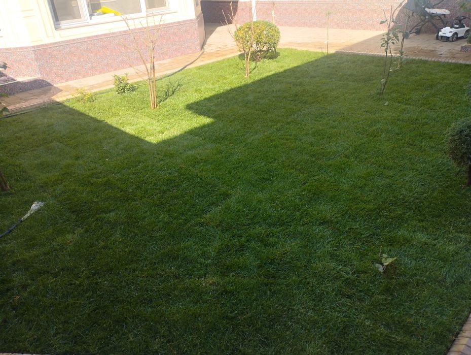 Gazon urugini sepamiza