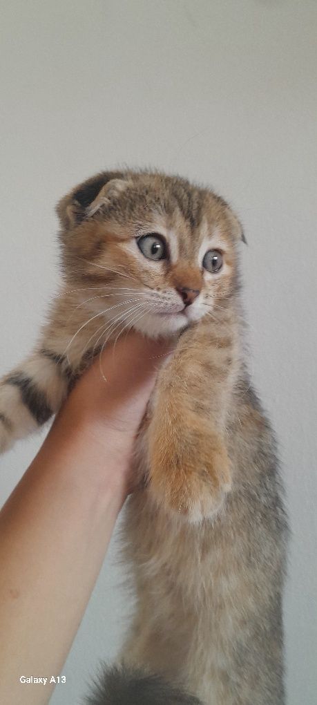 Продаётся котёнок