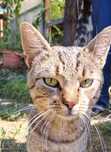 Spre adoptie motanel pana in 1 an