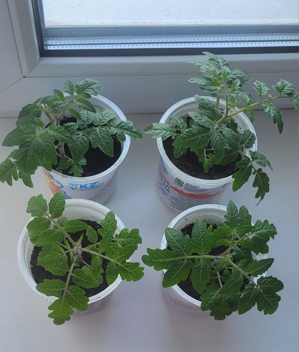 Рассада помидоры