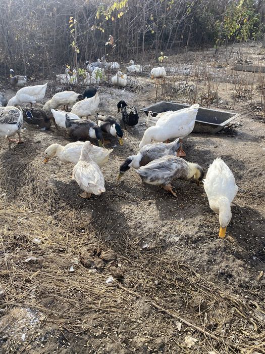Уточки и селезни молодые