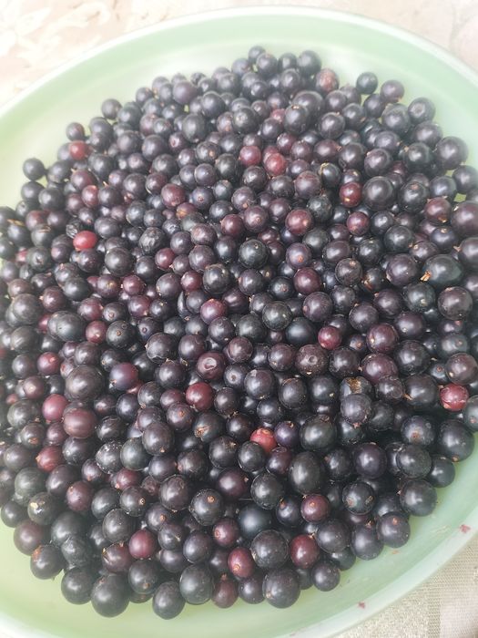 Смородина сатылады,бағасы 2000 тг қолжетімді