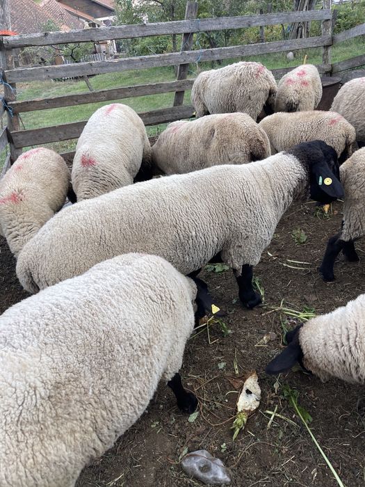 Berbecuti suffolk de vânzare