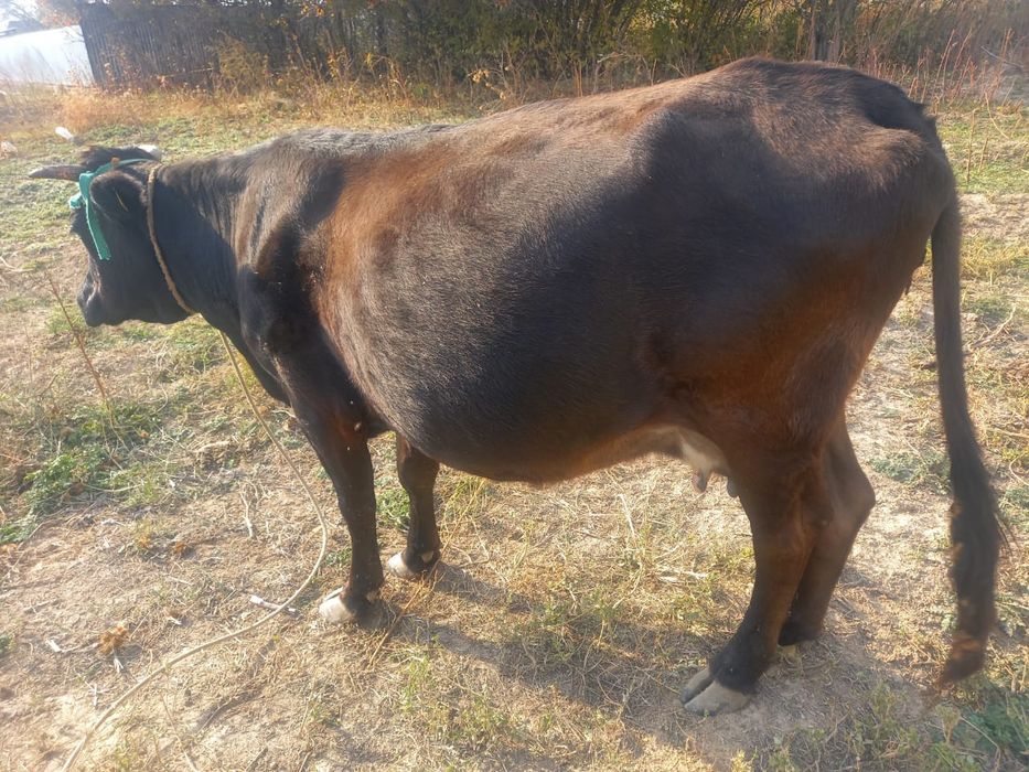 Продам стельную ,высокодойную корову